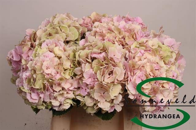 <h4>HYDR M CH VERENA CL</h4>