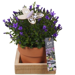 PTPP6919 Arrangement Patio in terracotta pot met hout
