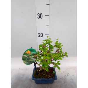 Bonsai   ...mix