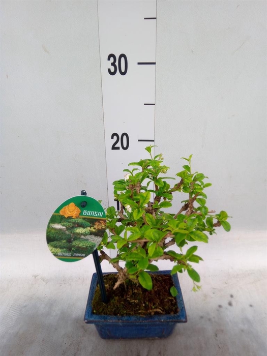 <h4>Bonsai   ...mix</h4>