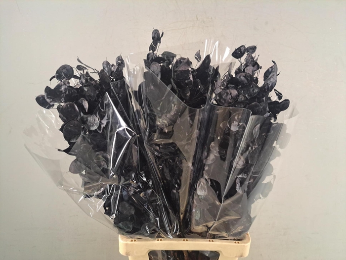 <h4>DF Lunaria Bs Black</h4>