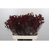 Anigozanthos Bush Ruby