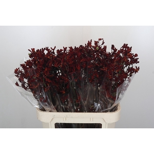 Anigozanthos Bush Ruby