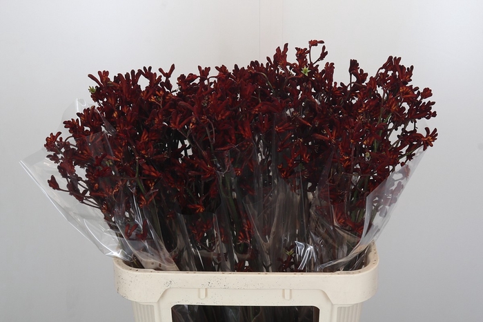Anigozanthos Bush Ruby