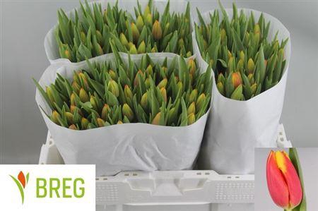 <h4>Tu En Dow Jones</h4>