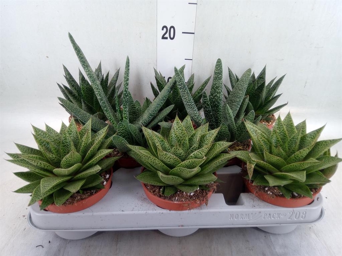 <h4>Aloe   ...mix</h4>