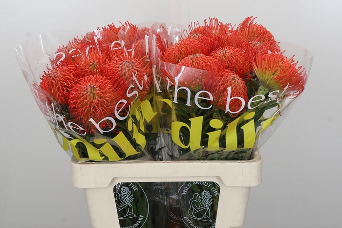 <h4>Nutans Succession</h4>