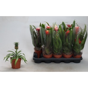 BROMELIA GEM