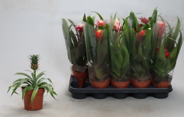 <h4>BROMELIA GEM</h4>