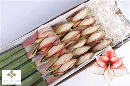 <h4>Hipp Di Charisma</h4>