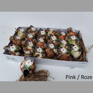 Bloembol Hippeastrum Pink