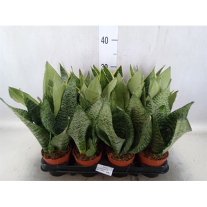 Sansevieria trifa.   ...