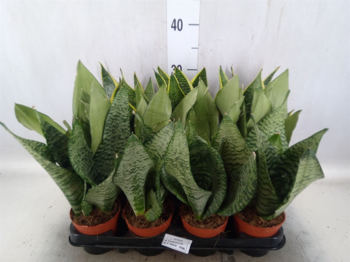 Sansevieria trifa.   ...