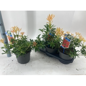 PIERIS FOREST FLAME