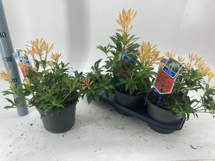 <h4>PIERIS FOREST FLAME</h4>