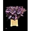 Eikeblad Transparant Purple 60cm