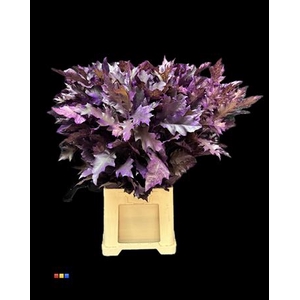 Eikeblad Transparant Purple 80cm