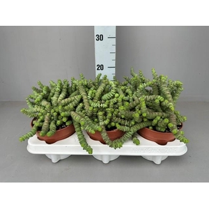 Crassula Hottentot