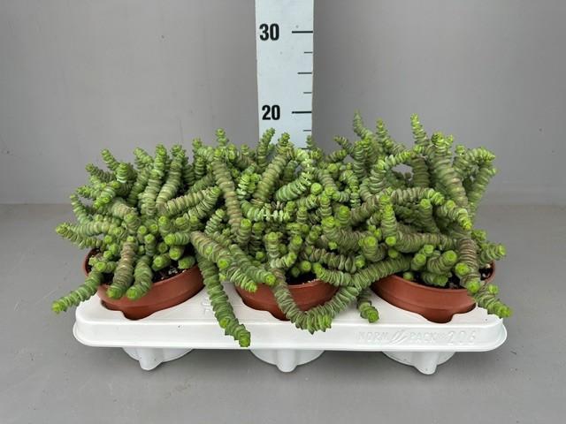 <h4>Crassula Hottentot</h4>