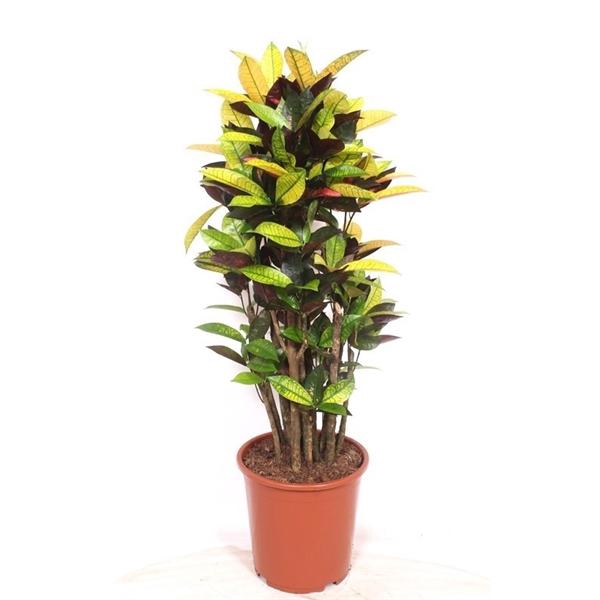 <h4>Codiaeum variegatum kleinbladig 'Mrs Iceton'</h4>