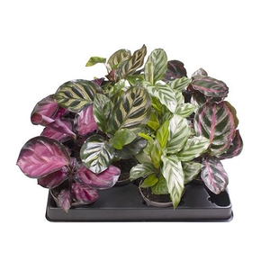 CALATHEA MAKOYANA P6 MIX