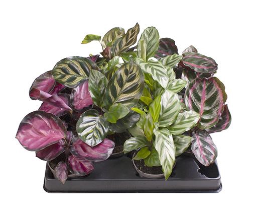 <h4>CALATHEA MAKOYANA P6 MIX</h4>