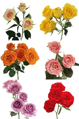 ROSA SPRAY VARIADA 050 CM