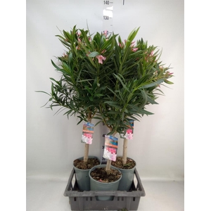 Nerium oleander   ...