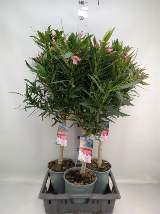 <h4>Nerium oleander   ...</h4>