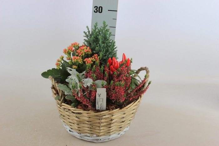 <h4>ARR TUINPLANTEN</h4>