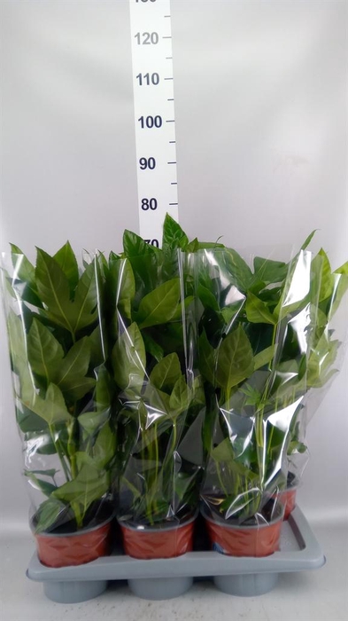 <h4>Fatsia japonica   ...</h4>