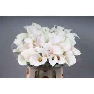 Zantedeschia captain ventura
