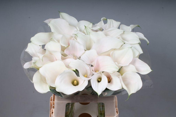 <h4>Zantedeschia captain ventura</h4>