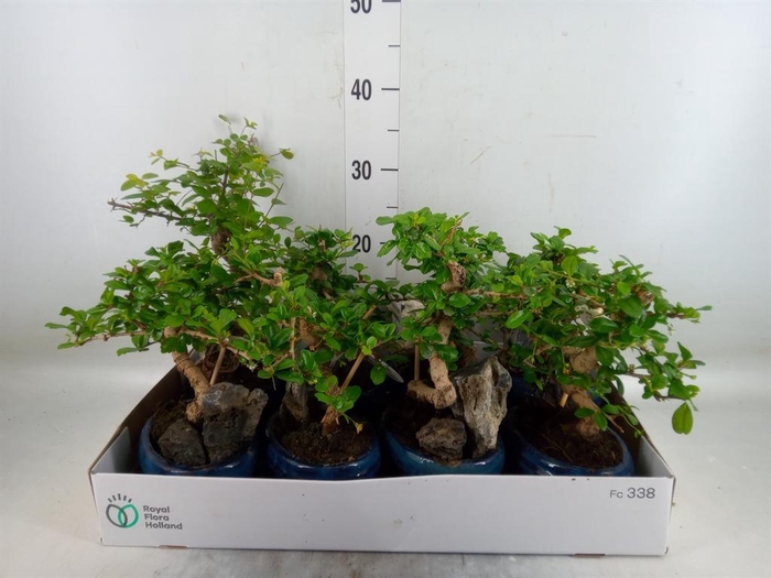 <h4>Bonsai   ...mix</h4>