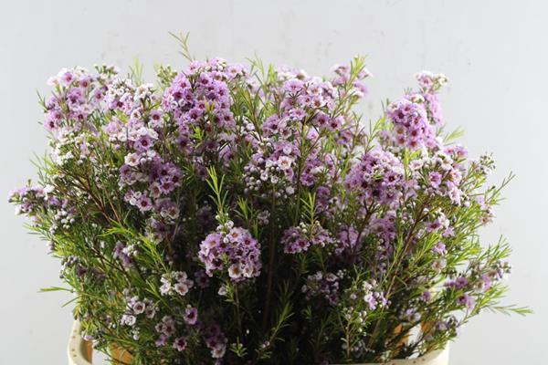 <h4>Chame Giselle</h4>