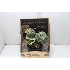 BEGONIA VENOSA P20