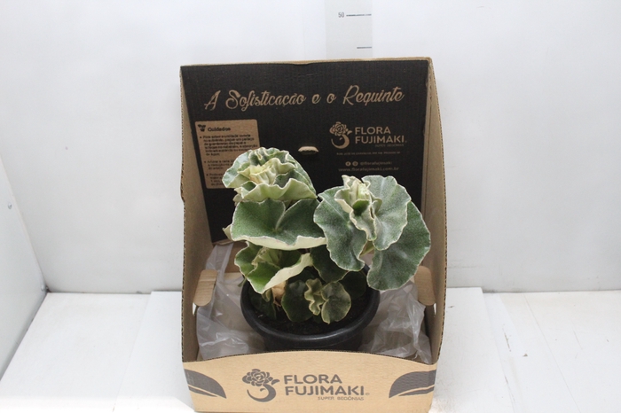 <h4>BEGONIA VENOSA P20</h4>