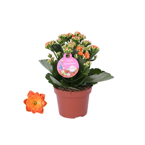<h4>Kalanchoe Gardenlina 12cm orange</h4>