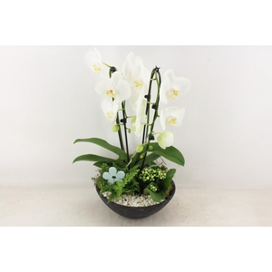 Arr2 Pl - Ebbischaal X2 Phal. Wit