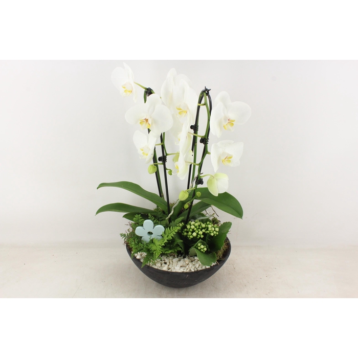 <h4>Arr2 Pl - Ebbischaal X2 Phal. Wit</h4>