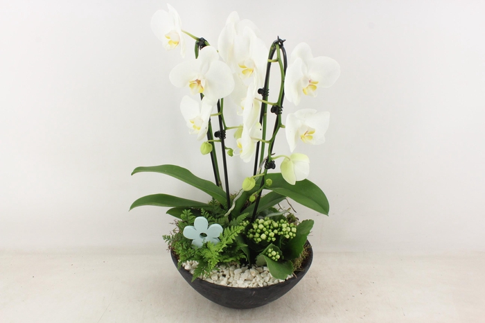 Arr2 Pl - Ebbischaal X2 Phal. Wit
