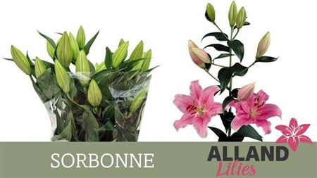<h4>Li Or Sorbonne</h4>