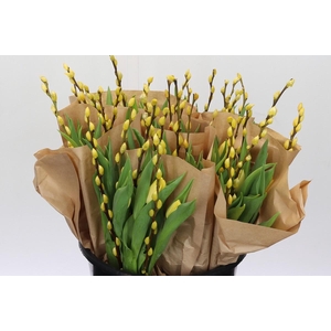 Bq Tulp Salix Yellow Promo