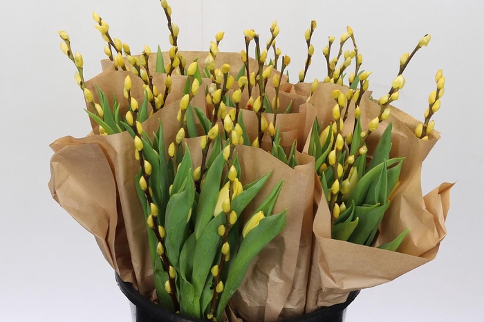 <h4>BQ Tulp Salix Yellow</h4>