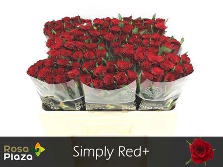 <h4>R Gr Simply Red+</h4>
