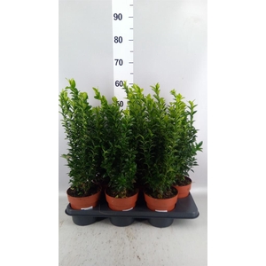 Euonymus japon. 'Green Spire'