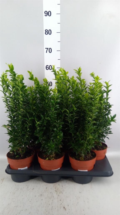 <h4>Euonymus japon. 'Green Spire'</h4>
