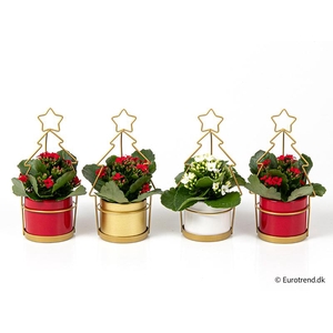 KALANCHOE BLOSSFELDIANA  p6