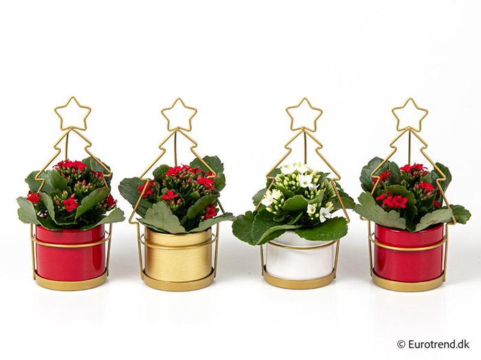 <h4>KALANCHOE BLOSSFELDIANA  p6</h4>