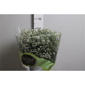 Lim Sin Mountain Diamond White